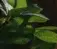 Thepinhece
